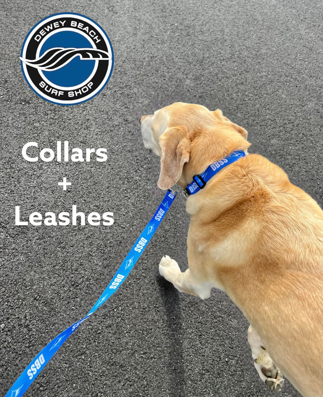 Dog Leash
